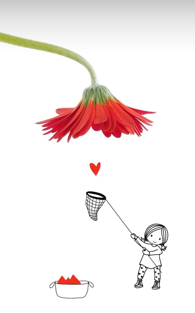 Bildbeschreibung Deutsch – Englisch: ⸻ Deutsch: Ein nach unten hängender roter Blütenkopf (vermutlich eine Gerbera) scheint ein kleines rotes Herz „fallen zu lassen“. Darunter steht ein gezeichnetes Mädchen mit einem Kescher, das versucht, das Herz aufzufangen. Zu ihren Füßen steht ein Eimer, in dem bereits mehrere rote Herzen liegen. Die Illustration kombiniert reale Fotografie (die Blume) mit einer süßen, einfachen Zeichnung (Mädchen, Herz, Kescher und Eimer). Englisch: A red flower (likely a Gerbera) is hanging upside down, appearing to drop a small red heart. Below it, a drawn girl is holding a butterfly net, trying to catch the heart. At her feet is a bucket already filled with several red hearts. The image creatively blends real photography (the flower) with a sweet, simple line drawing (the girl, heart, net, and bucket). ⸻ 