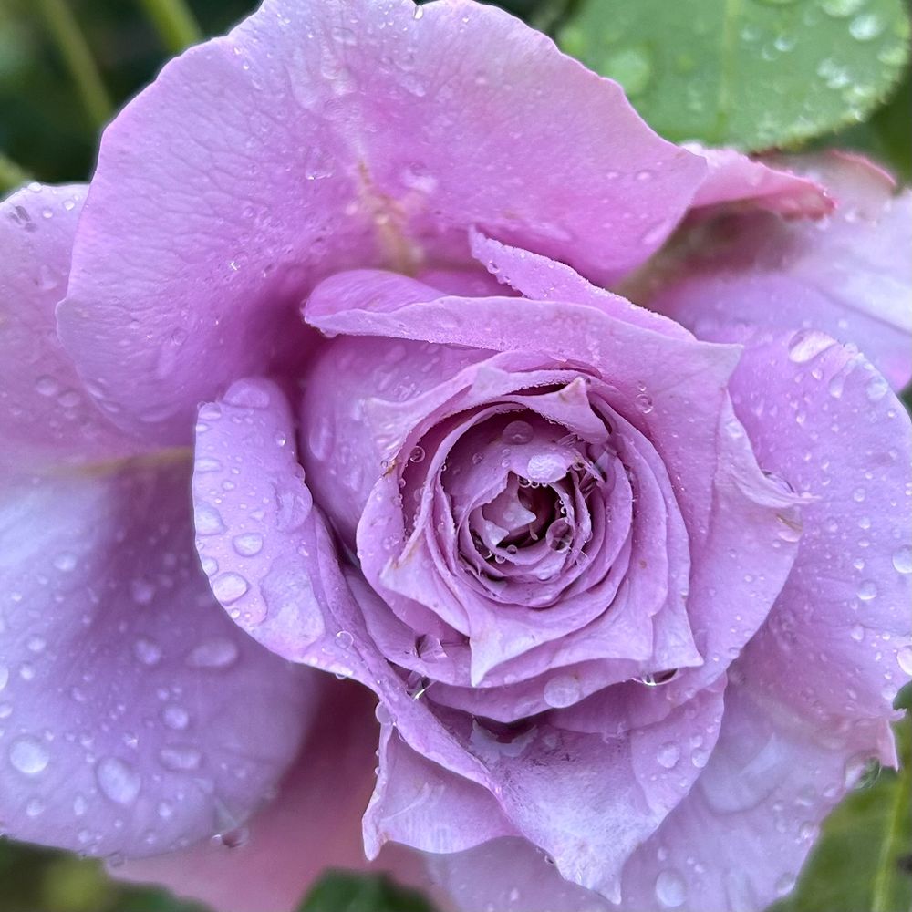 Rosenblüte mit Wassertropfen. 