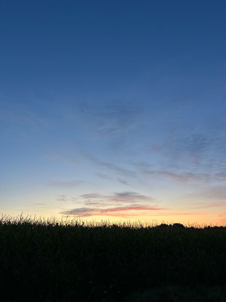 Sonnenaufgang. Im Vordergrund ein Maisfeld im Dunkeln. Der Himmel mit vereinzelten Wölkchen. In der Mitte des Bildes Sonnenaufgang in zarten Farben. 
