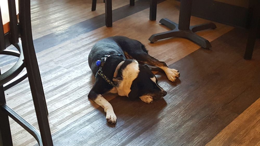 A medium sized black and white dog laying on the floor of a brewery by a table. She is very tired.