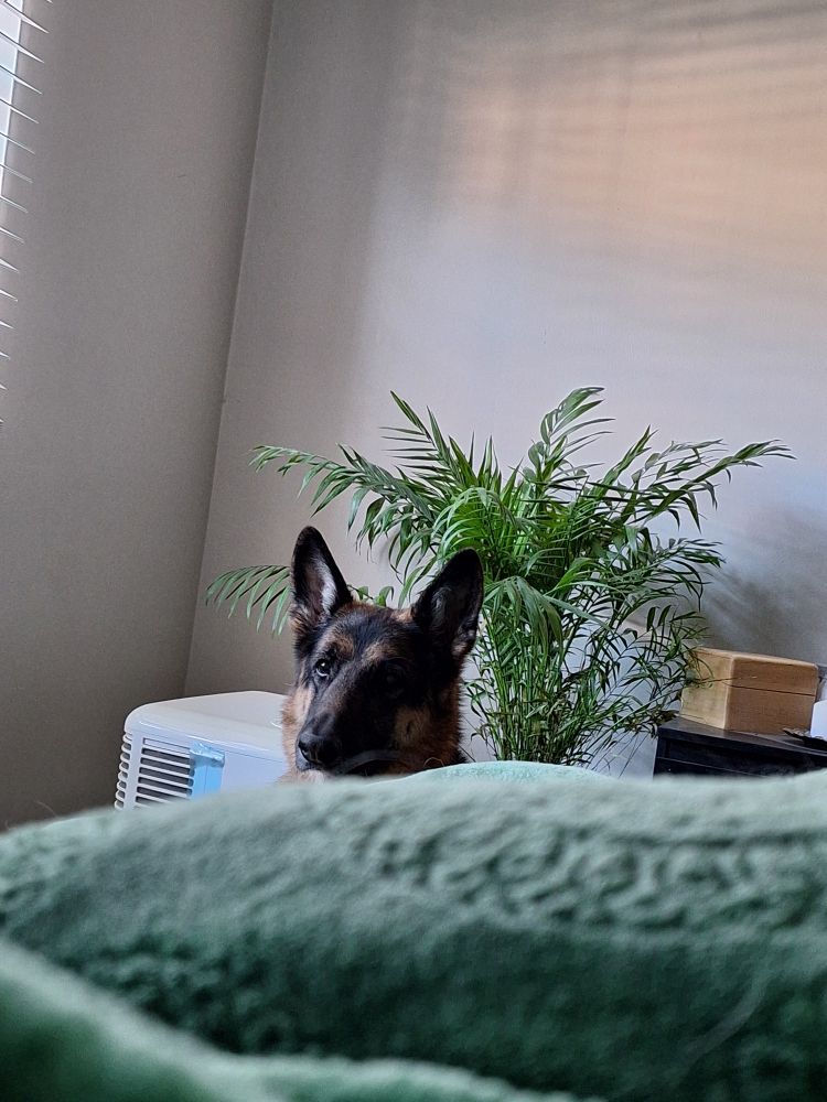 Noodles, a German shepherd, peeking from in front of a plant 