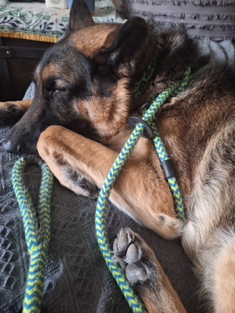Noodles, a German shepherd, sleeping on the couch