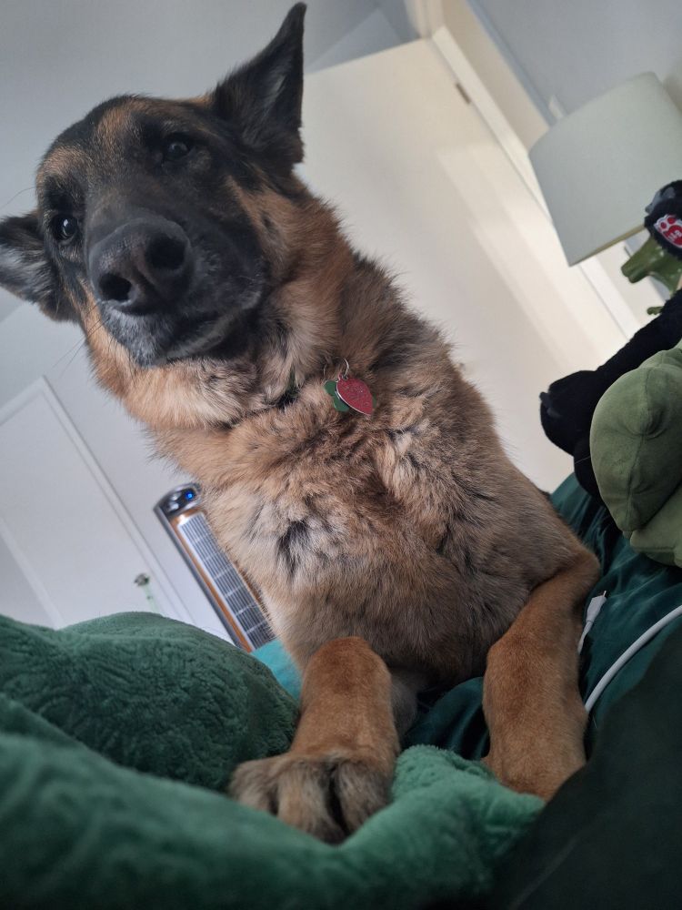 Noodles, a German shepherd, on a bed