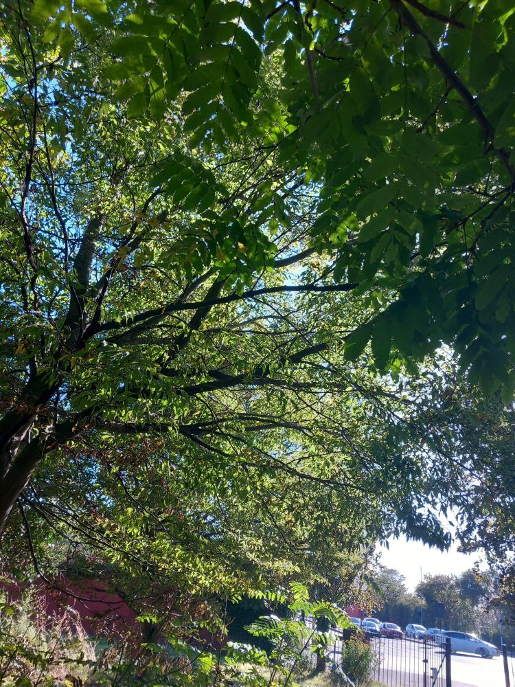 View upwards into sunshiney trees on a path