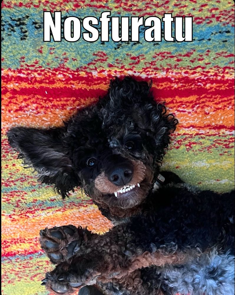 Tiny dog with teeth bared laying on her back.

