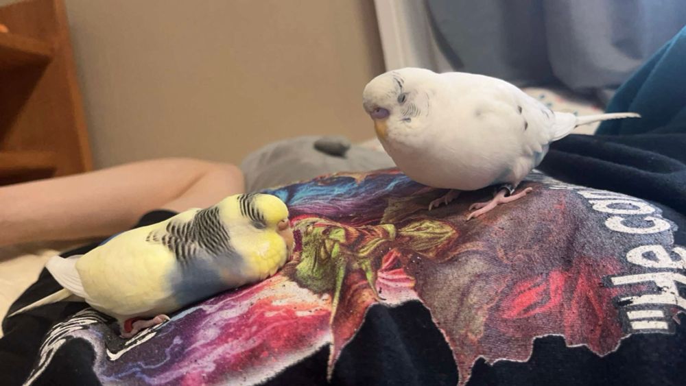 A yellow budgie laying on its stomach and a white budgie standing next to it. Both with eyes closed