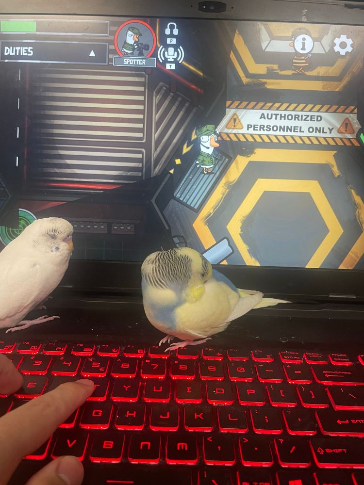 Yellow and white budgies hanging out on a laptop white someone plays Goose Goode Duck