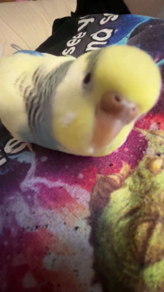 A yellow budgie looking at the camera
