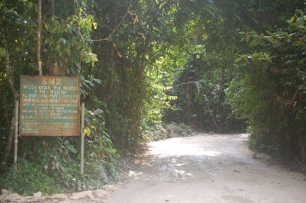 The entrance to the forest