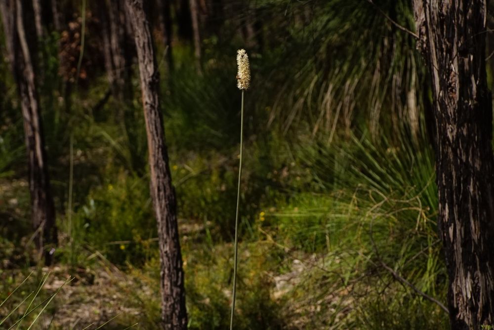 A panned out view of a full inflorescence 