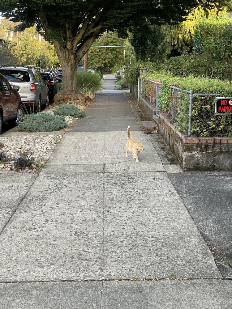 Yellow cat strolling down empty sidewalk in Portland, OR. 