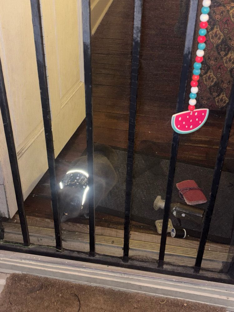 A grey cat discovering there’s a force field keeping her from going outside (screen door). She’s in a light-reflective harness covered in patches. There’s a wooden watermelon slide  hanging from a beaded string attached to the grate 🇵🇸