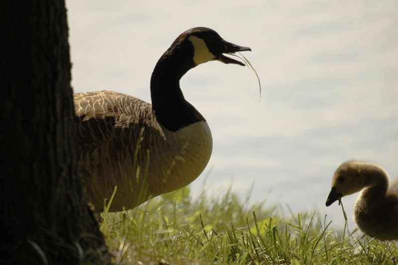 On the left, a Canada goose with strands of grass in its mouth and on the right, a baby goose eating grass.