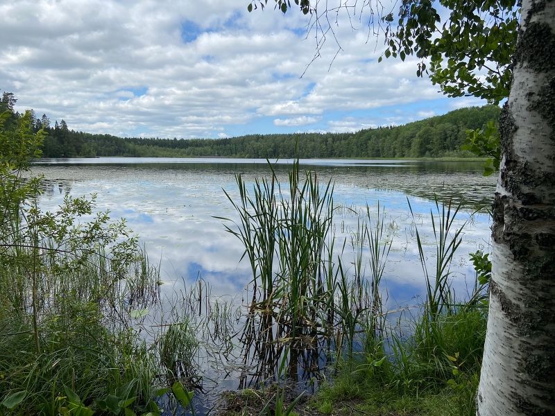 A serene view of a summer lake from the shore with a birch and reeds in the foreground. Blue skies full of fluffy clouds.