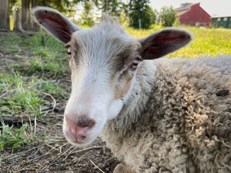 A headshot of a light-coloured sheep looking at the camera with a red farm building in the background.