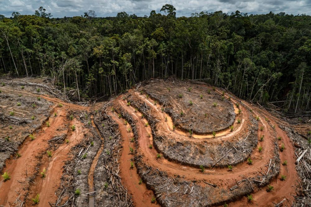 Greenpeace sues Fonterra for misleading consumers with palm kernel greenwash - Greenpeace Aotearoa