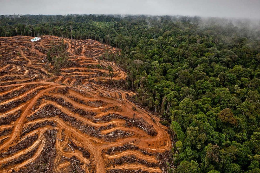 Fonterra profits at the expense of the rainforest - Greenpeace Aotearoa