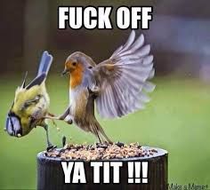 An image of two birds with one kicking the other bird off the bird feeder with the words "FUCK OFF" and "YA TIT!!!"