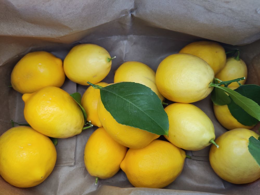Inside of a paper bag with a layer of fresh Meyer lemons in the bottom, some with leaves still on them