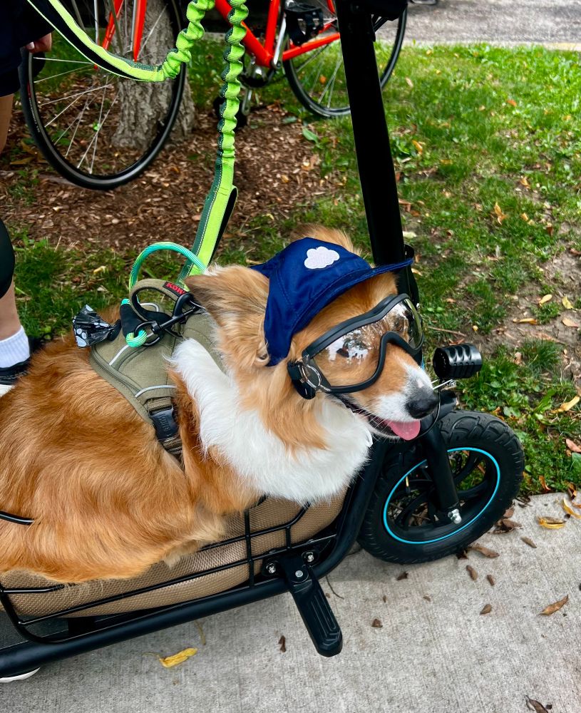Photo of a dog in a hat and goggles on a cargo bike