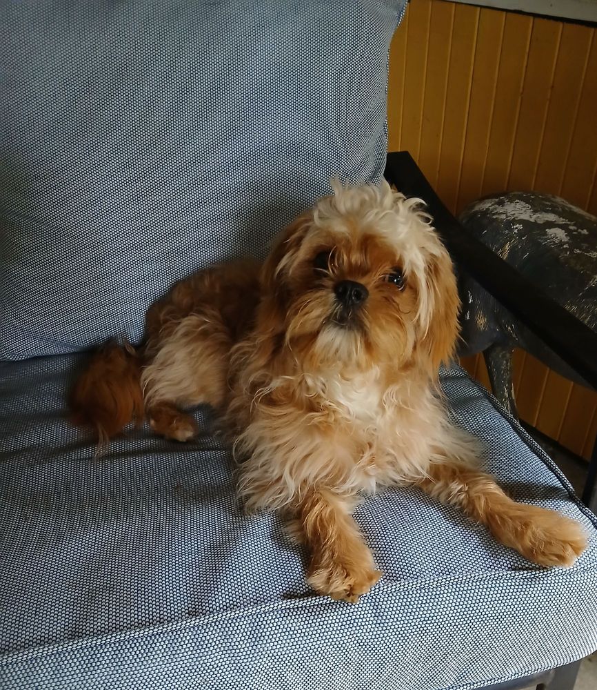 Hank relaxing out back