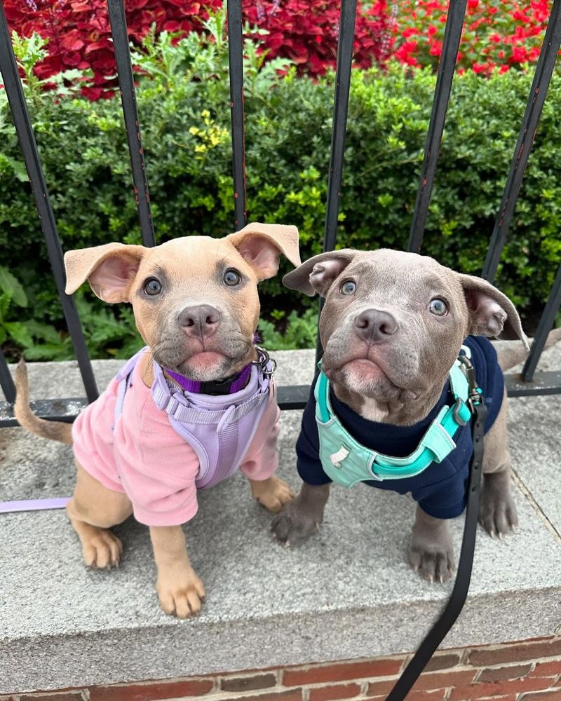 A fawn pit bull puppy in a pink sweatshirt and light purple harness sits next to a grey pit bull puppy in a dark blue sweatshirt and seafoam harness, on a brick wall in front of green foliage.