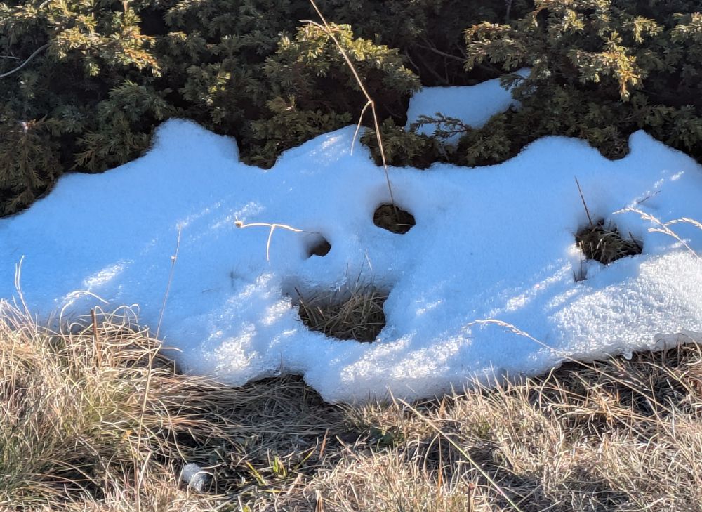 La foto mostra un primo piano di un cumulo di neve che si sta sciogliendo su un terreno erboso. La neve ha una forma irregolare e presenta due buchi che sembrano formare degli "occhi", oltre a un'apertura più grande al centro che potrebbe essere interpretata come una "bocca". L'erba circostante è secca e di colore marrone-giallastro, illuminata dalla luce del sole che crea ombre e riflessi sulla superficie della neve.