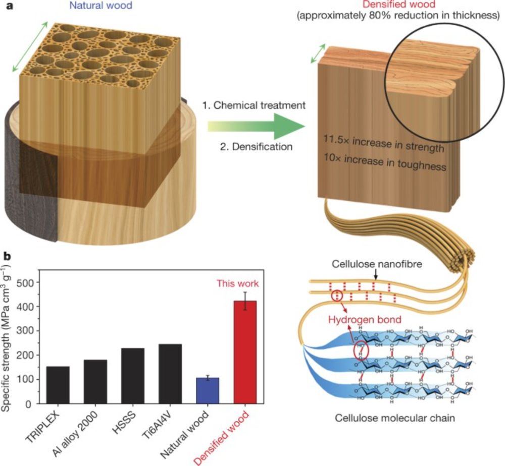 Processing bulk natural wood into a high-performance structural material - Nature