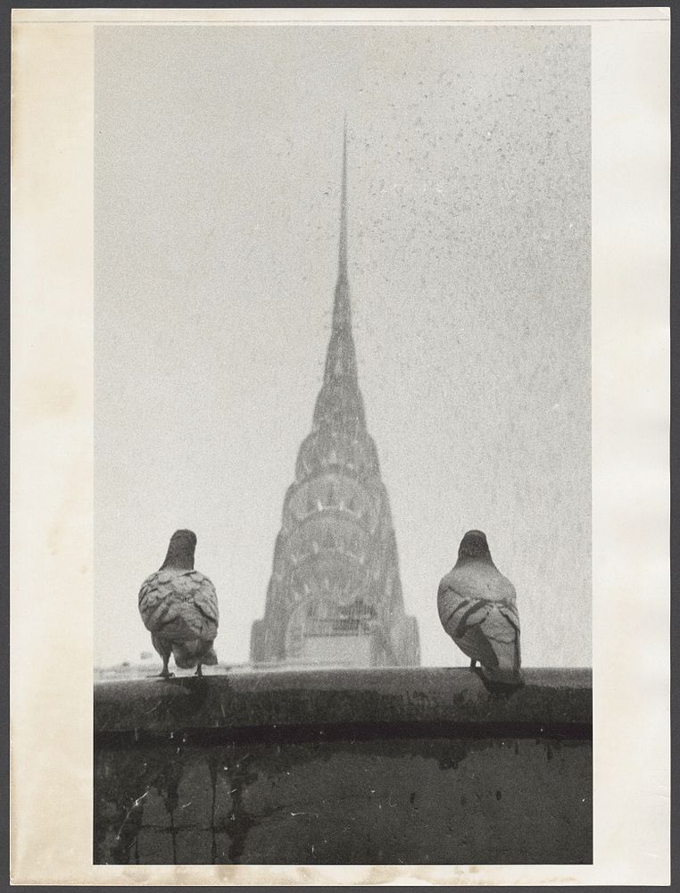 Chrysler building between two pigeons, black and white