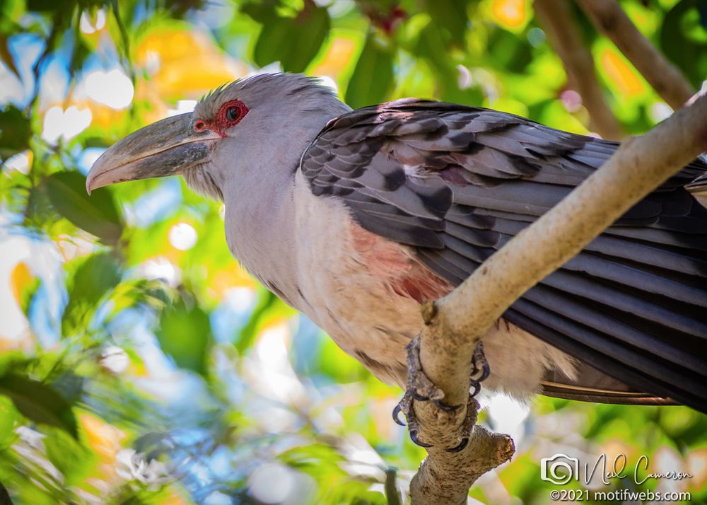 Large grey bird with a large grey beak with a channel along the upper half, and red nostril, and red bareskin around eye sits on a branch.  Blood shows on the bird's chest below the dark grey and black wing which appears to show a significant wound.