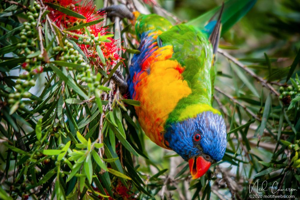 Green, yellow, red and blue parrot with a blue head, together with a red eye and beak hangs nearly upside down from an Australian bottlebrush tree.