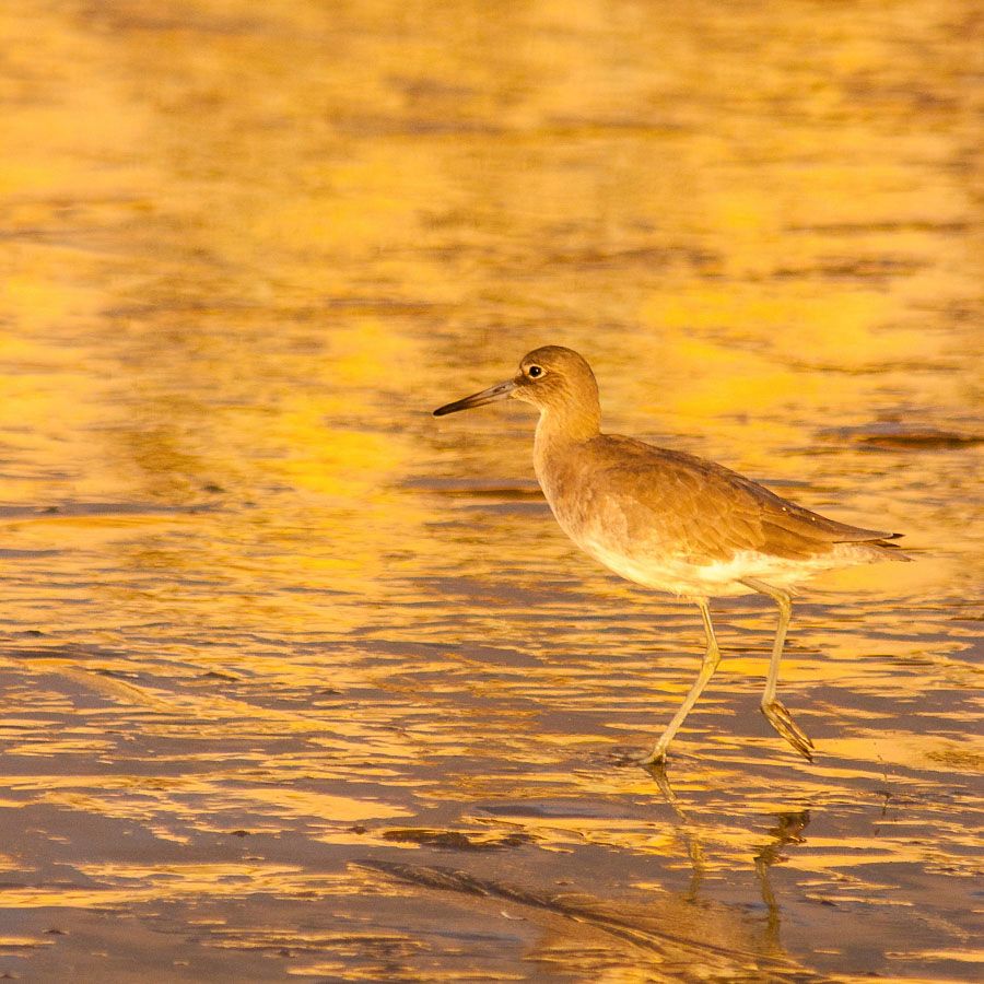 A golden/brown bird with a long thin bill walks on long yellow legs across a seemingly metallic gold beach