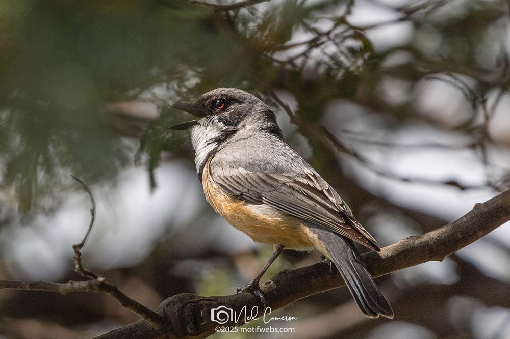 A bird with a white chin and neck, red eye, black beak and face, grey head and body, and rufous chest and underparts sings.