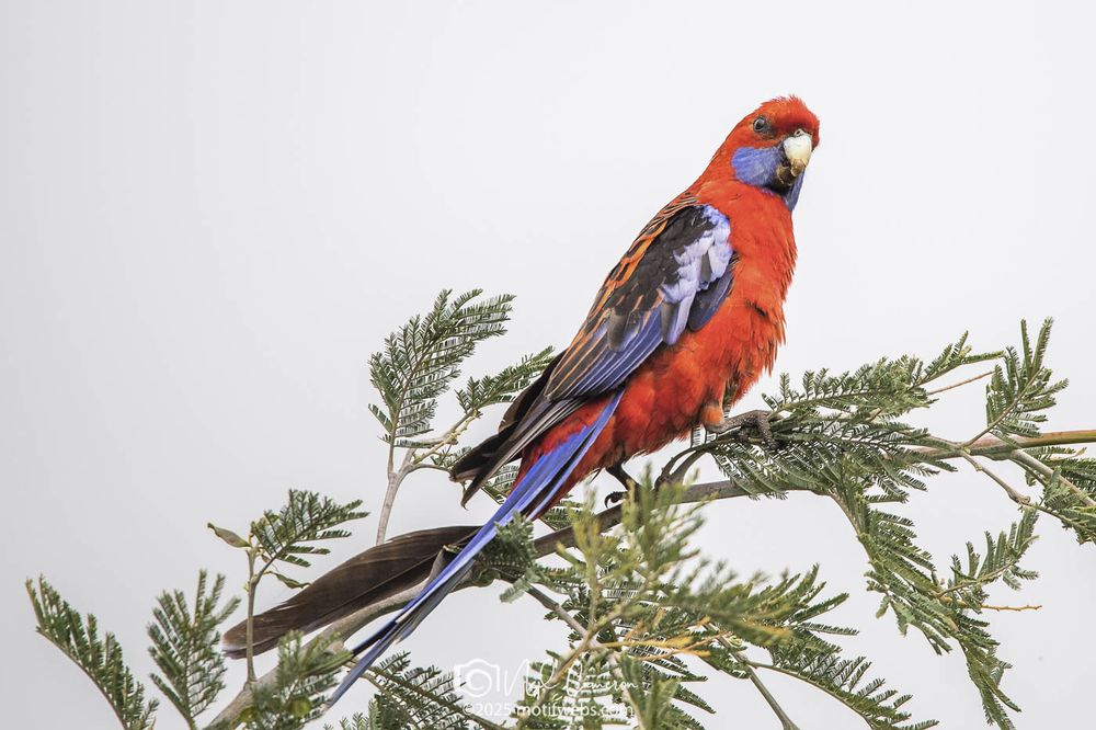 Vibrant all red parrot with a blue tail, blue cheeks, and black and blue wings stands high in a tree against an overcast sky.