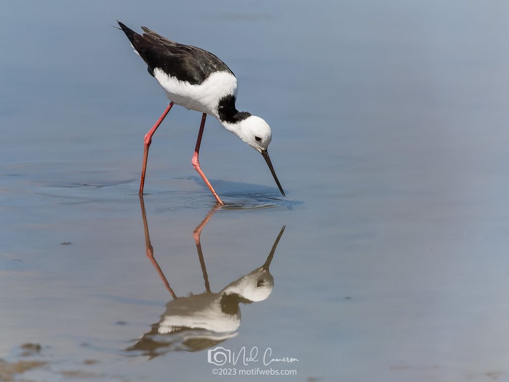 A black and white wading bird with a white head, long neck with black on in a long black beak, white body, and red legs is reflected in the still pond it is foraging in.
