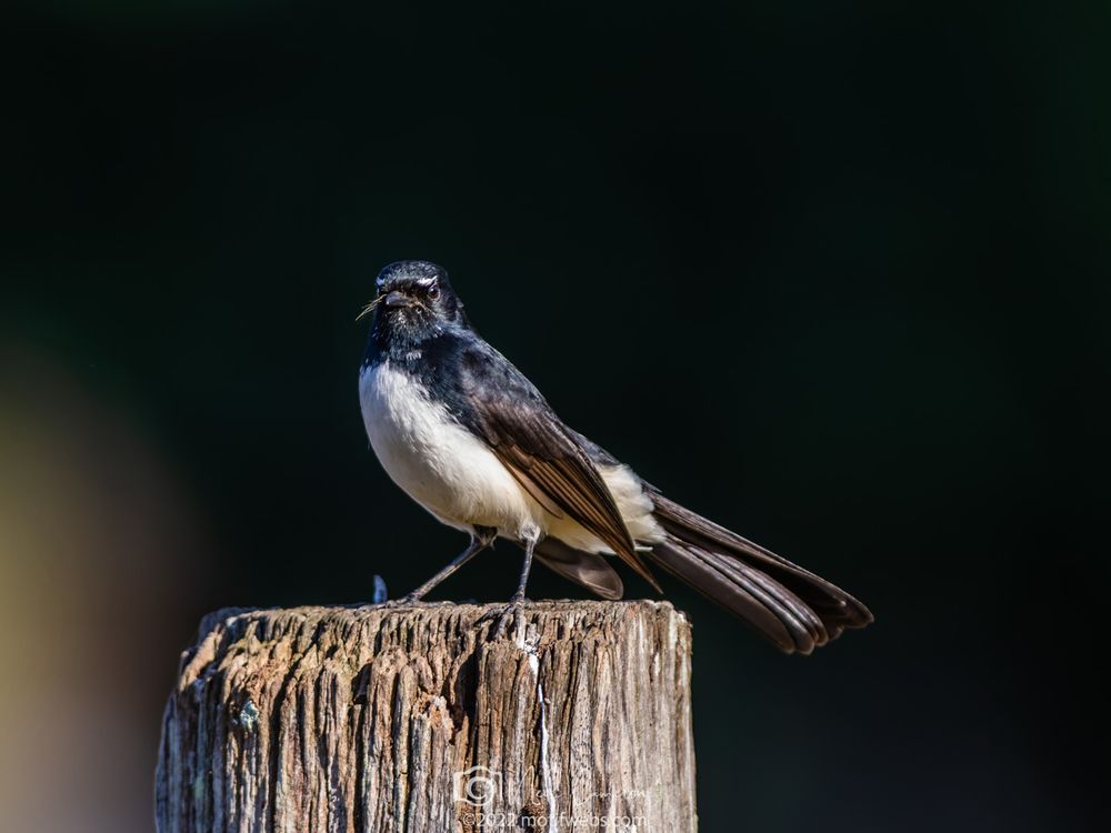 Black and white Willy Wagtail bird stares intently into the lens while perched on a fence post.