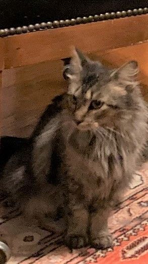 Lovely Maine Coon kitten posing for a pic grey, buff and cream long haired little girl.