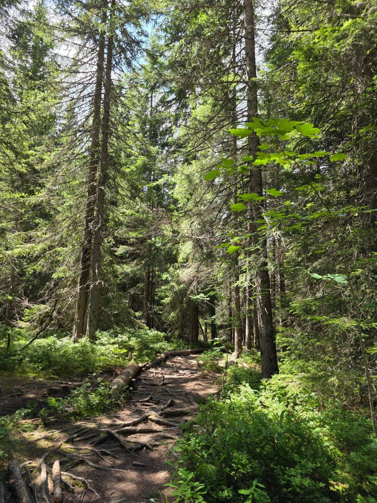 Sentier dans la forêt entre deux rangées de résineux. Des racines partout sur le chemin.