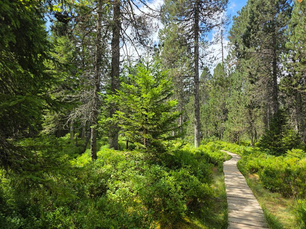 Un petit chemin en caillebotis dans une forêt de résineux, assez claire - on voit le ciel bleu, et le soleil illumine le sol qui est tapissé de myrtillers. 