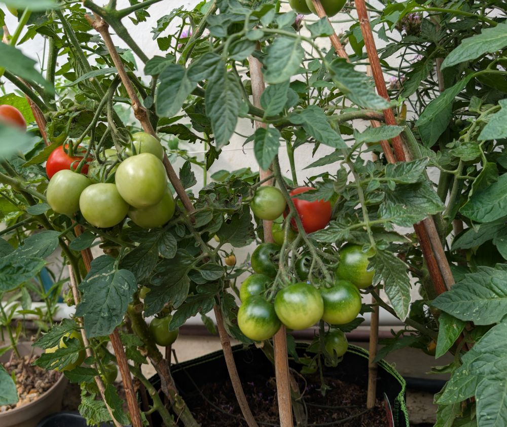Image of tomato plants, a good amount unripe and a few ready to pick. Yes, I know they're not beautiful flowers, I can't eat most flowers though. The rain has made such a difference, hah, who would have thought.