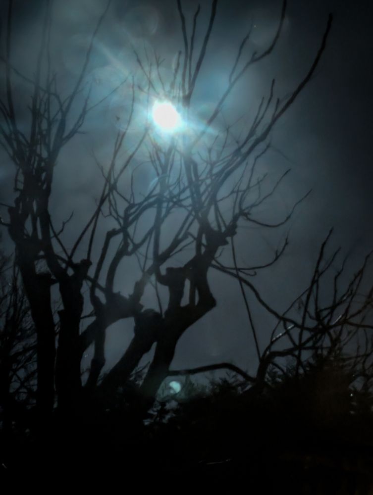 Blurry image of a amazingly bright moon, taken at 5am, silhouette of trees, some dirt on the window.