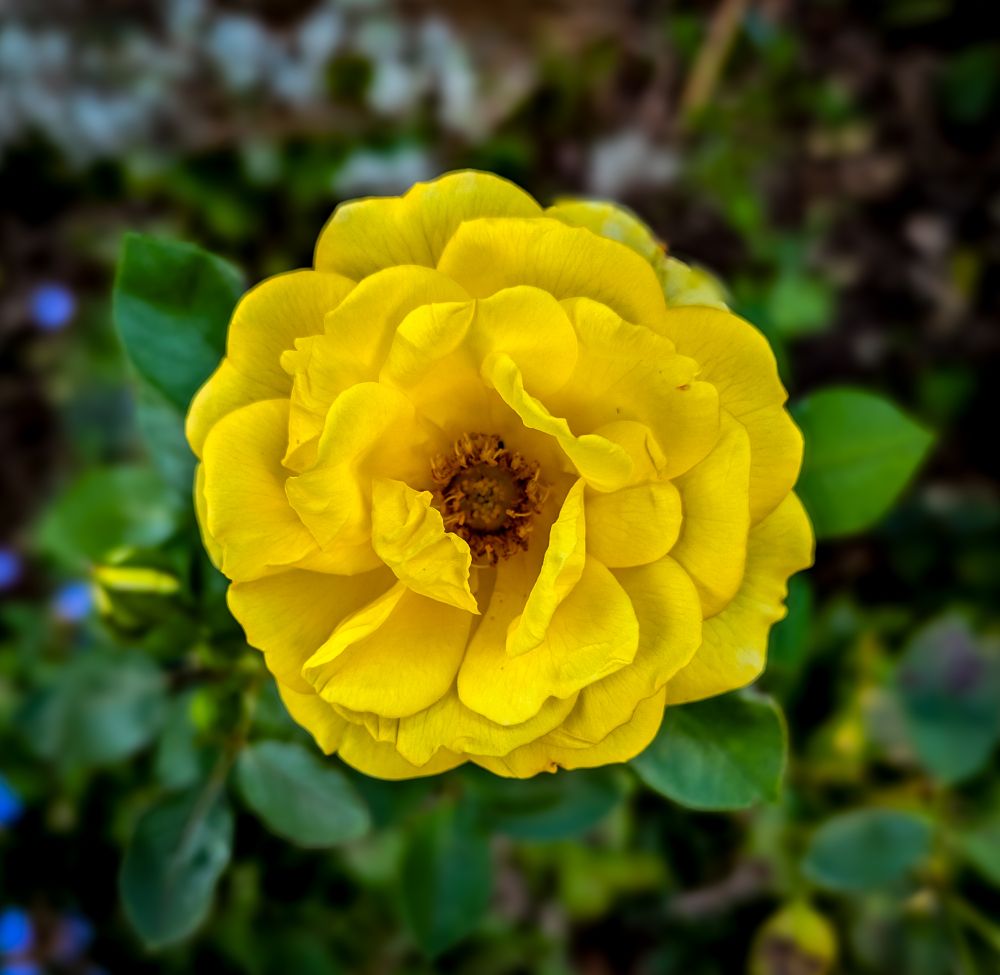 Image of a vibrant yellow rose, taken from above looking down. In the background is foliage, somewhat out of focus.