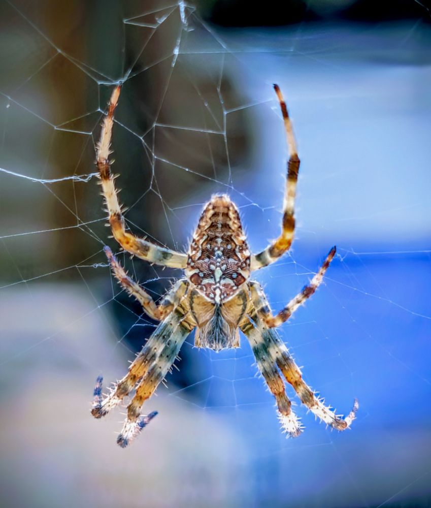 macro image dominated by a common garden spider, taken of the top side of the spider, it is many shades of brown with intricate patterns on the back. In the background there is something blue which is out of focus.