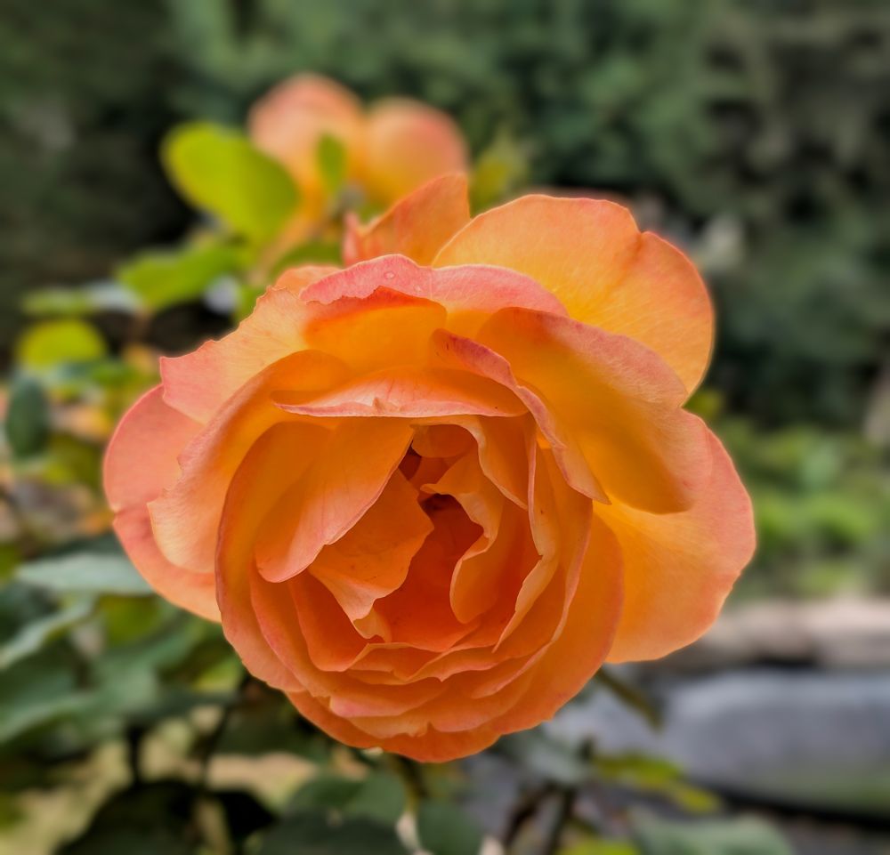 Image of a peach/orange/red coloured rose, other flower heads in the background. I've noticed with these that the red comes out more and then they drop. Various trees and foliage in the background.