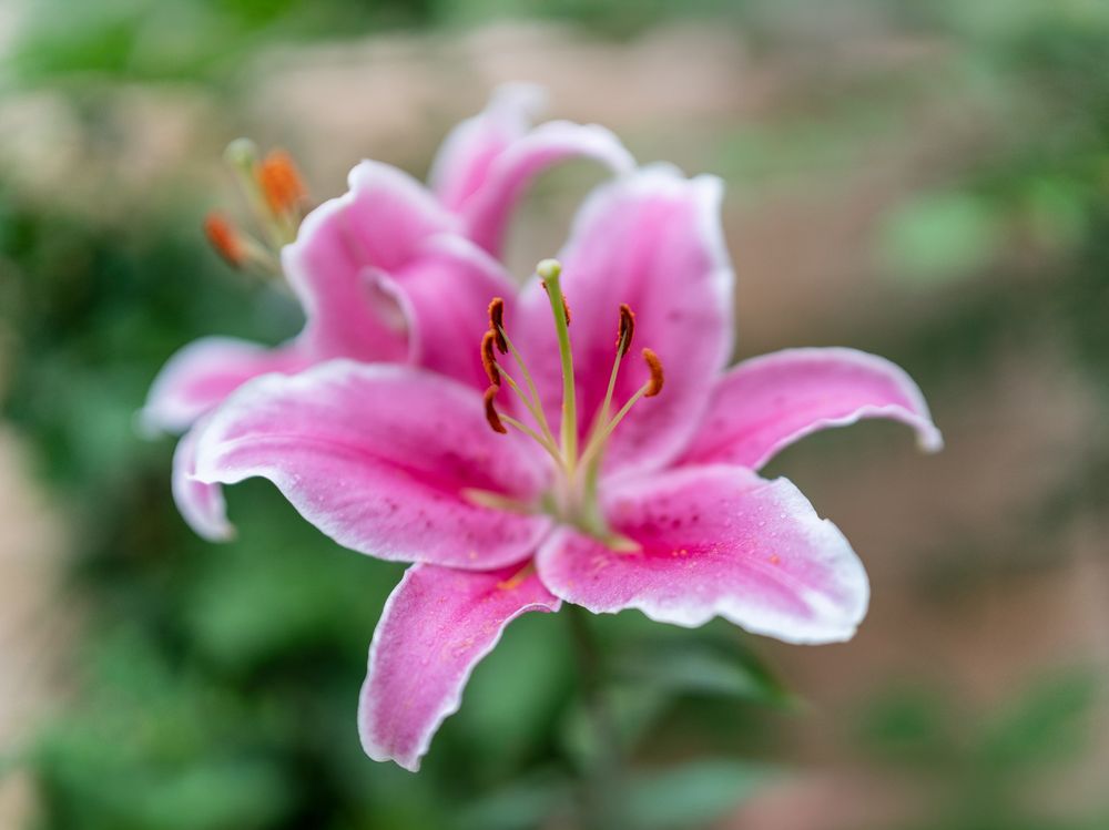 Image of a colorful pink lily, the focus on the flower head, there's foliage in the background which appears blurred.
