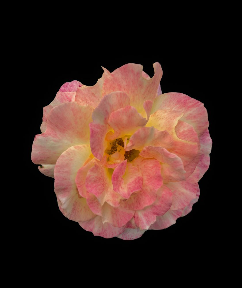 Image of a beautiful cream and pink hybrid rose. I think the roses out now are probably the last for this year. I've swapped out the background due to junk and my feet. 