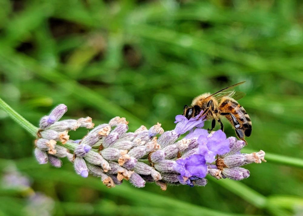 Close up image of a worker bee gathering pollen from a lavender flower. In the background is blurry foliage.