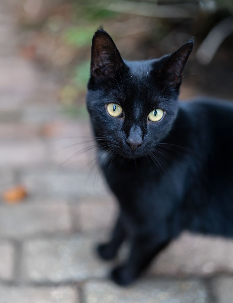 Image of a female, black cat, standing on a paved floor, the background is blurry. The cat has striking golden eyes, is generally very cute, and dainty. She's actually been living in and around my garden for about two years now. If she has a home she's away most of the time, has an interesting relationship with my cats, they're sort of friends, look out for each other.   