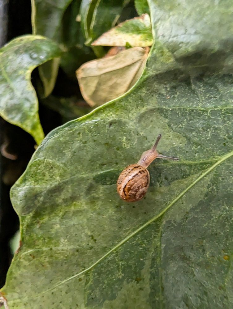 Macro image of tiny snail 🐌 on an ivy leaf, in the background more ivy.