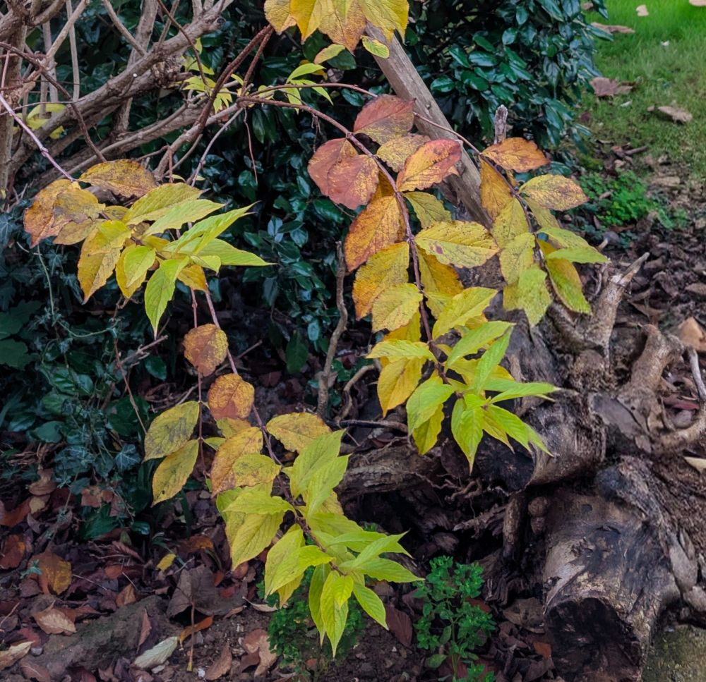 Image of autumn leaves, the colours range from green at the tips to brown at the base, there's a dead tree stump and some grass in the background 